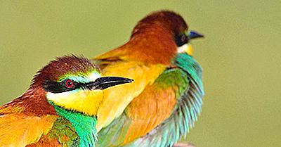 Uccelli Nativi Della Germania