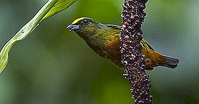 Păsările Native Din Guatemala