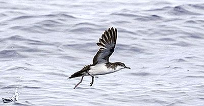 Oiseaux Indigènes D'Iran