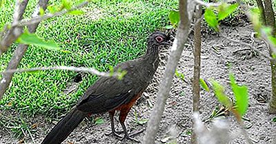 Aves Nativas De México