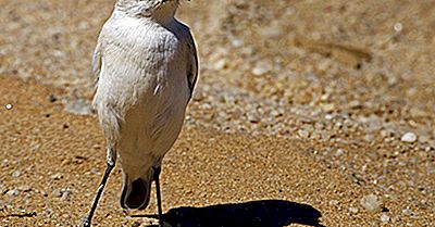Inheemse Vogels Van Namibië
