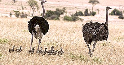 Den Native Birds Of Sudan