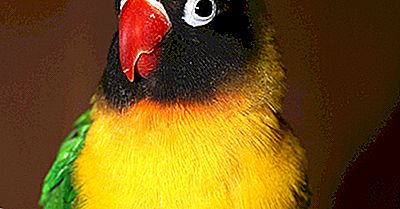 Native Birds Of Tanzania