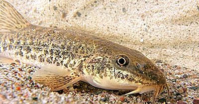 Native Fish Of Afghanistan