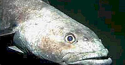 Antarctique 2006 poissons Merlu raies 165/68 ZD estampillé Austral 
