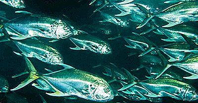 Pesce Nativo Di Costa Rica