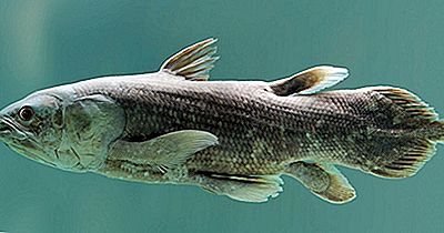 Native Fish Of Madagascar