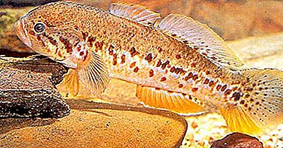 Peixe Nativo De Papua Nova Guiné