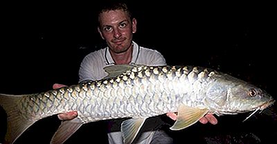 Native Fish Species Of Pakistan