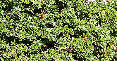 Les Plantes Indigènes Du Canada