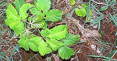 Plantas Nativas De Kenia