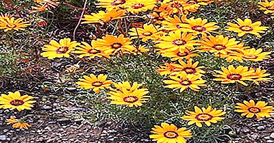Plantas Nativas De Sudáfrica