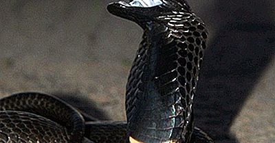 Reptiles Indigènes Du Tchad