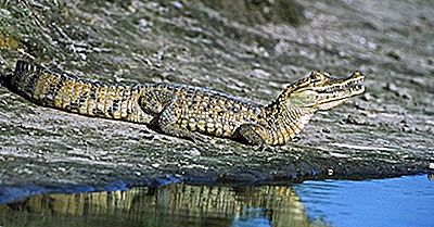 Reptiles Nativos De Costa Rica