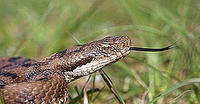 Reptiles Nativos De Francia