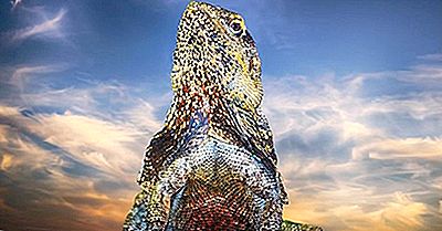 Inheemse Reptielen Van Guatemala