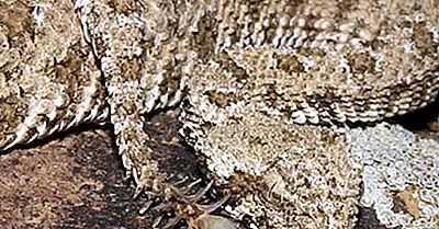 Native Reptiles Of Iran