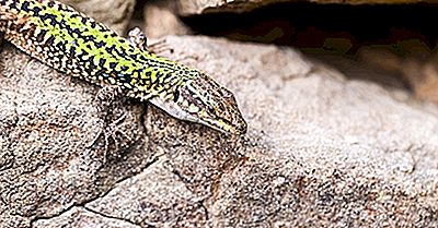 Reptile Native Ale Italiei