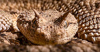 Inheemse Reptielen Van Mauritanië
