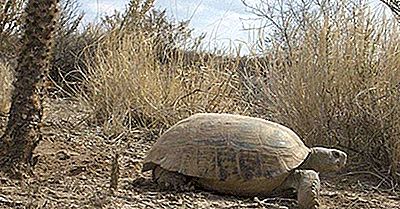 Native Reptiles Of Mexico