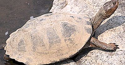 Native Reptiles Of Niger