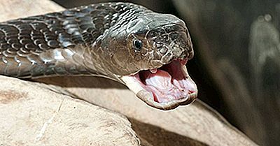 Native Reptiles Of Nigeria