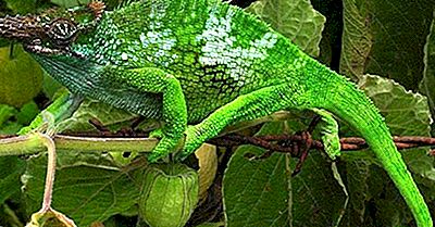 Native Reptiles Of Tanzania