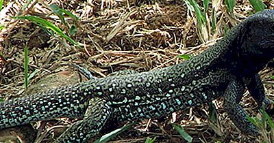 Reptiles Nativos De Venezuela