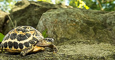 Las Nueve Especies De Tortugas Al Borde De La Extinción