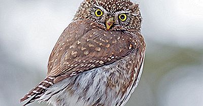 Northern Pygmy Owl Fakta: Dyr I Nord-Amerika