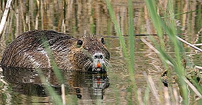 Nutria Rats - Animals Of The World