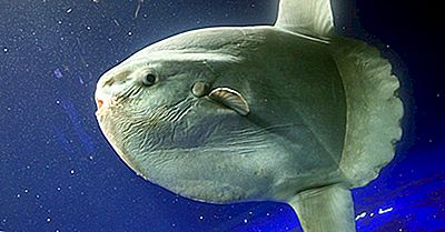 Ocean Sunfish Fakta - Djur Av Havet