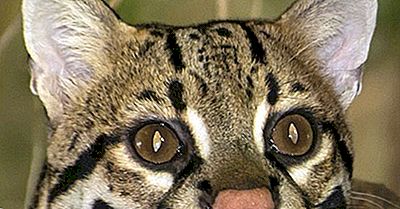 Ocelot Weetjes: Dieren Van Noord-Amerika