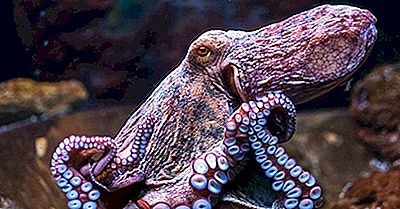 Faits Sur Le Poulpe - Animaux De L'Océan