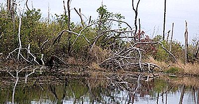 Het Okefenokee Blackwater-Moeras