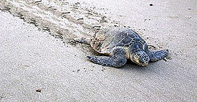 Olive Ridley Turtle Fapte De Fapt: Animale Din America De Nord