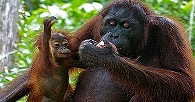Orangutans Av Verden: Arter, Trusler Og Bevaring