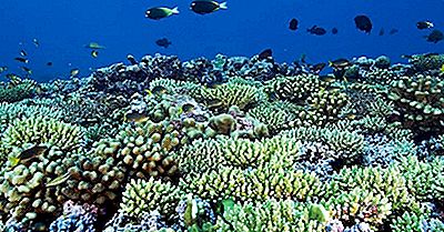 Geschütztes Gebiet Der Phoenix-Inseln (Pipa), Kiribati