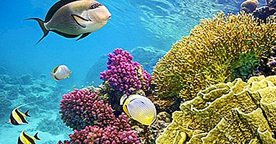 Plantes Et Animaux Trouvés Dans Les Écosystèmes De Récifs Coralliens