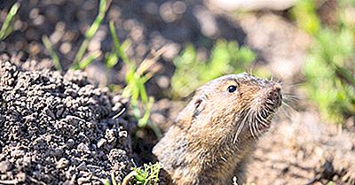 Pocket Gopher Facts: Animals Of North America