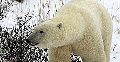 Eisbär Provincial Park