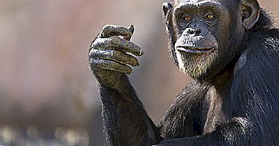 Bevolking En Verdeling Van Chimpansees: Belangrijke Feiten En Cijfers