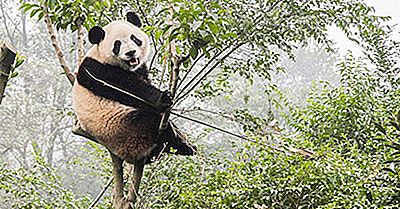 Befolkningen Av Giant Pandas - Viktige Fakta Og Figurer