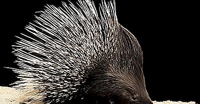 Porcupine Fakta - Dyr Af Verden