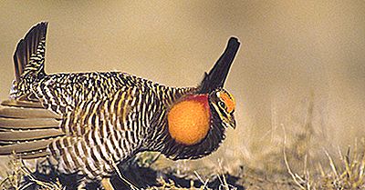 Prairie Chicken Feiten: Dieren Van Noord-Amerika