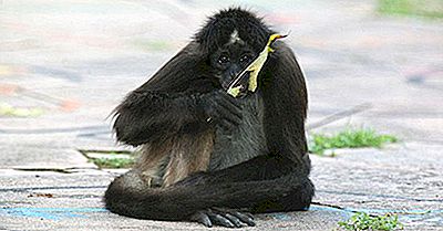 Primate Originare Din America Centrală