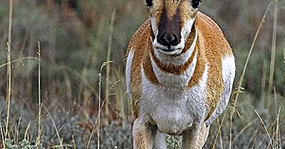Pronghorn Fapte: Animale Din America De Nord