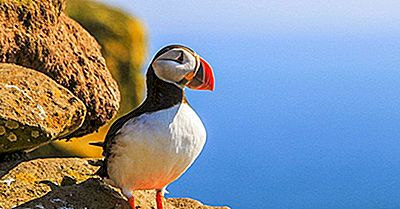 Puffin Fakten - Tiere Der Welt