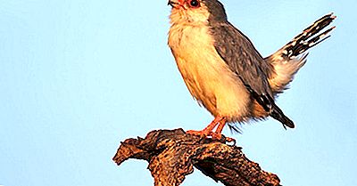 Fatti Pigmei Falcon - Animali D'Africa