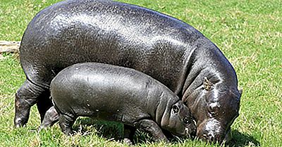 Pygmy Hippo Fakta: Dyr I Afrika